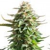 Pineapple Kush (Zativo Seeds)