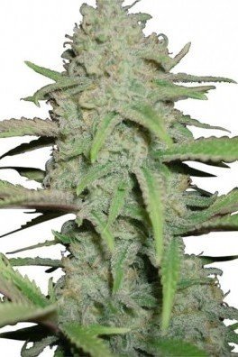 Sweet Bubble (Zativo Seeds)