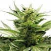 Sour Diesel (Zativo Seeds)