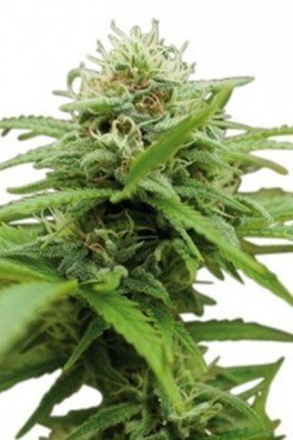 Moby XL (Zativo Seeds)