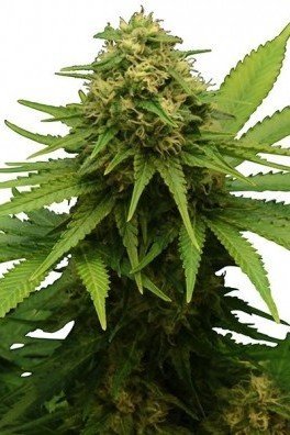 Critical (Zativo Seeds)