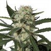 Northern Lights (Zativo Seeds)