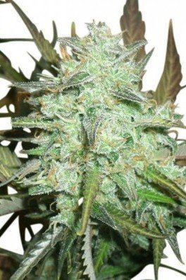 Blueberry Autofloraison (Zativo Seeds)