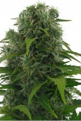 Northern Lights Autofloraison (Zativo Seeds)