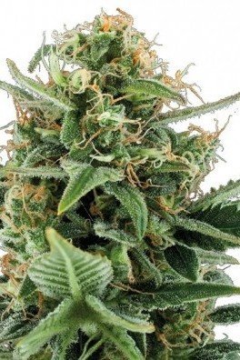 Jack Herer Autofloraison (Zativo Seeds)