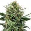 Jack Herer Autofloraison (Zativo Seeds)