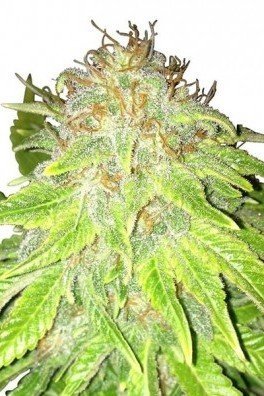 Kalashnikov Autofloraison (Zativo Seeds)