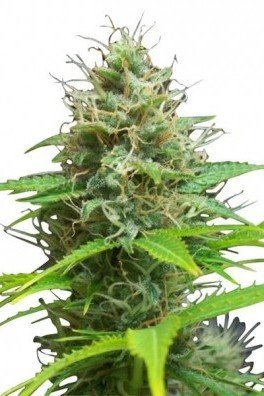 Sweet Candy Autofloraison (Zativo Seeds)