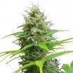 Sweet Candy Autofloraison (Zativo Seeds)