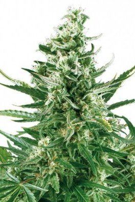 Critical Autofloraison (Zativo Seeds)