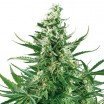 Critical Autofloraison (Zativo Seeds)