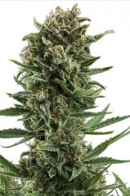 White Widow Autofloraison (Zativo Seeds)