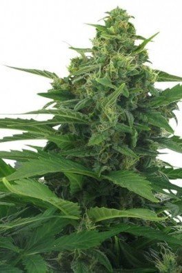 Original Skunk Autofloraison (Zativo Seeds)