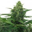 Original Skunk Autofloraison (Zativo Seeds)