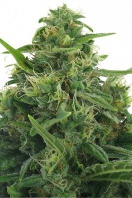 Lowryder 2 Autofloraison (Zativo Seeds)