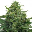 Lowryder 2 Autofloraison (Zativo Seeds)