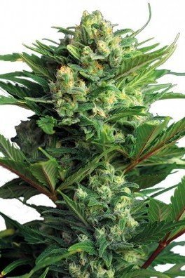 Diesel Autofloraison (Zativo Seeds)