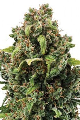 Special Kush (Zativo Seeds)