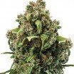 Special Kush (Zativo Seeds)