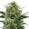 Royal Dwarf (Royal Queen Seeds)