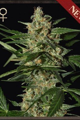 Damnesia Autoflowering (Strain Hunters)