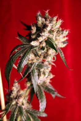 Blackdance (Reggae Seeds)