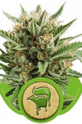 Royal AK Automatic (Royal Queen Seeds)