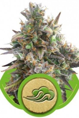 Royal Bluematic (Royal Queen Seeds)