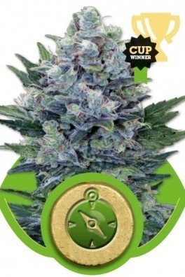Northern Light Automatic (Royal Queen Seeds)