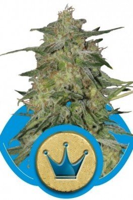 Royal AK Automatic (Royal Queen Seeds)