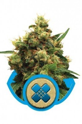 Painkiller XL (Royal Queen Seeds)