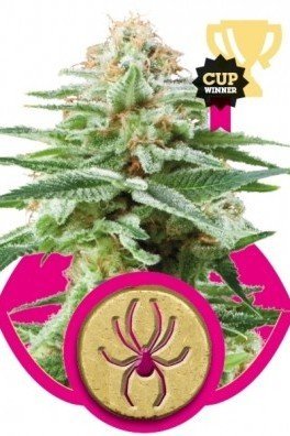 Royal AK Automatic (Royal Queen Seeds)