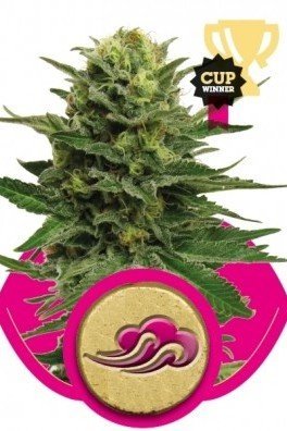 Royal AK Automatic (Royal Queen Seeds)