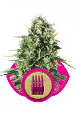 Royal AK (Royal Queen Seeds)