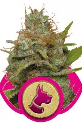 Kali Dog (Royal Queen Seeds)