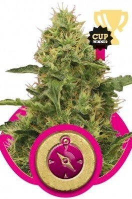 Northern Light (Royal Queen Seeds)