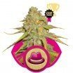 OG Kush (Royal Queen Seeds)