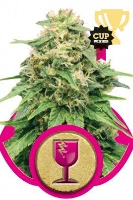 Royal AK Automatic (Royal Queen Seeds)