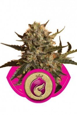 Royal Madre (Royal Queen Seeds)