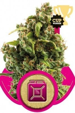 Sour Diesel (Royal Queen Seeds)