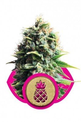 Royal AK Automatic (Royal Queen Seeds)