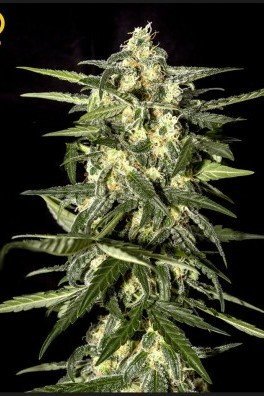 Jack Herer Auto (Greenhouse Seeds)