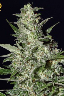 Big Bang Autoflowering (Greenhouse Seeds)