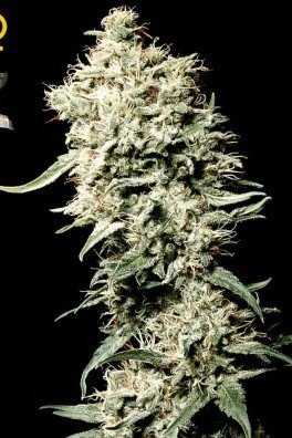 White Rhino (Greenhouse Seeds)