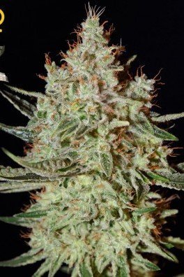 K-Train (Greenhouse Seeds)