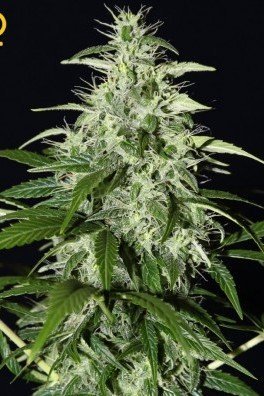 Kalashnikova Autoflowering (Greenhouse Seeds)