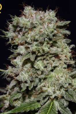Big Bang Autoflowering (Greenhouse Seeds)