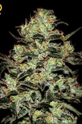 Moby Dick (Greenhouse Seeds)