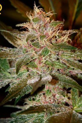 Pure Kush (Greenhouse Seeds)