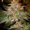 Pure Kush (Greenhouse Seeds)